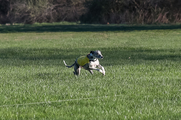 1 Prelim Open A-2, Smoke Sassy Aria-3004