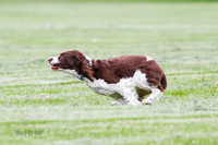 Cat Test 2-0964