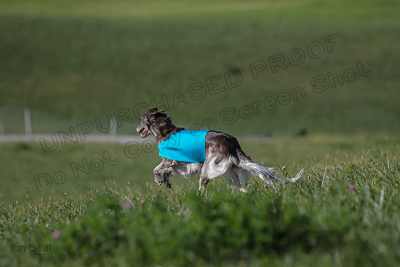 1 Prelims Fch 1 Kelso Wiings Foxy-5619