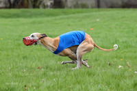 Finals Whippet Open-4676