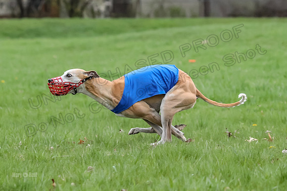 Finals Whippet Open-4676
