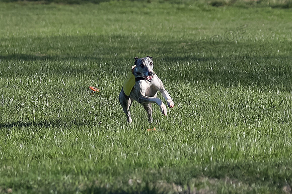 1 Prelim Open A-2, Smoke Sassy Aria-3009