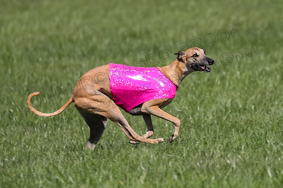 1 Prelim Vet A-1, Karmen Smooch Carney-8415
