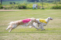prelims Dash Zen-7941