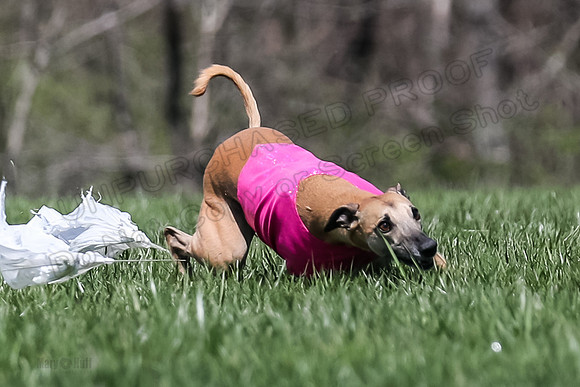 2 Finals Veterans A-3, Harlee Smooch titan-0933