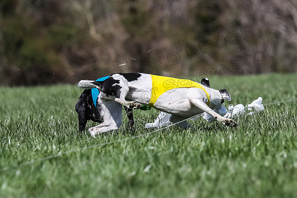 2 Finals Veterans A-3, Harlee Smooch titan-0943