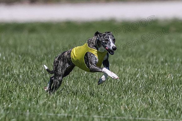3 Finals Fch A-4, Prim Whisper Harley-5174