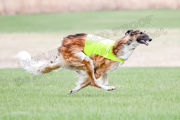 1 Prelims Borzoi Open, Bene-9194