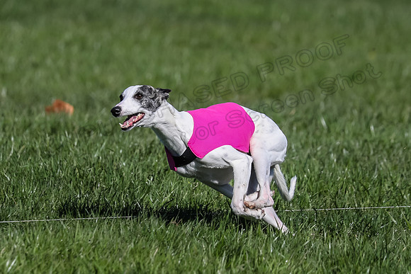 1 Prelim Fch B-4, Darling Echo-3667