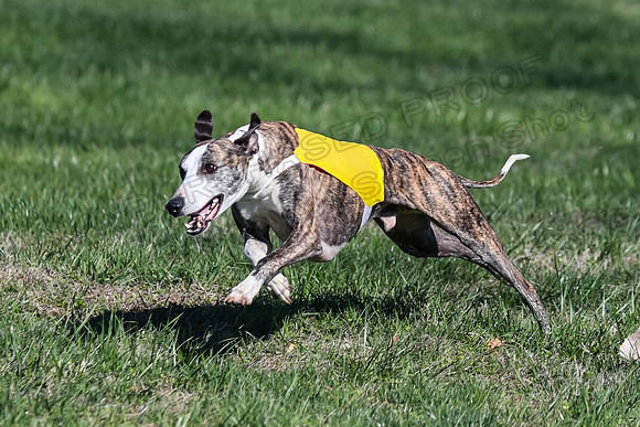 1 Prelim Fch B-2, Captain Mantle King Midas-3620