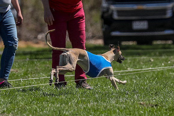 3 Finals Fch A-4, Prim Whisper Harley-5184