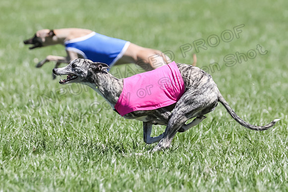 3 Finals Fch A-4, Prim Whisper Harley-5151