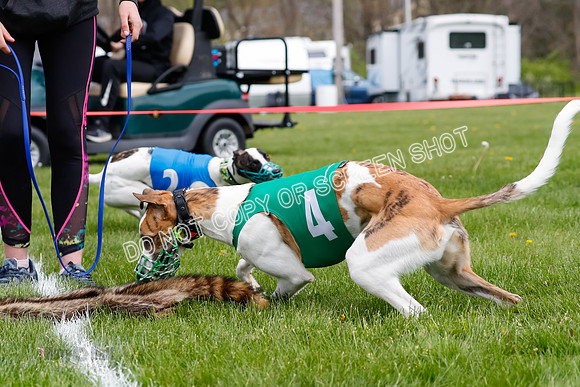 WRA, Prg 1, Race 1, Puppy, Sprig Gnocchi-8242