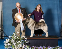 Elkhound 2020-1122
