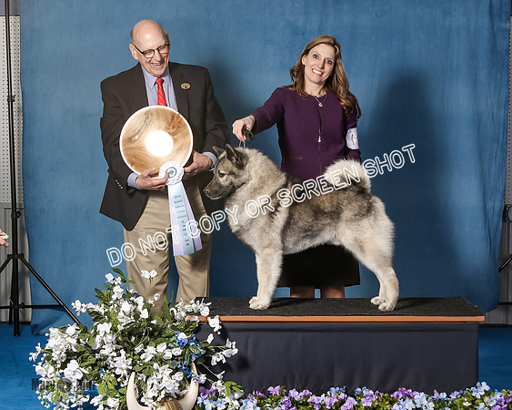 Elkhound 2020-1122