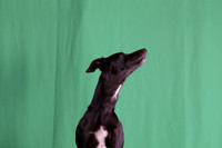 2019 PO Luehrs Green Screen-photos