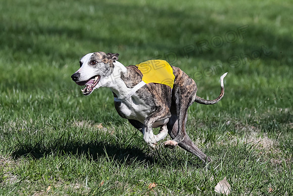1 Prelim Fch B-2, Captain Mantle King Midas-3619