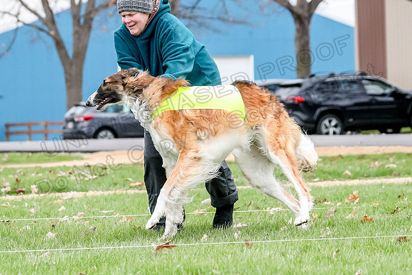 2 Finals Borzoi Open, Bene-9349
