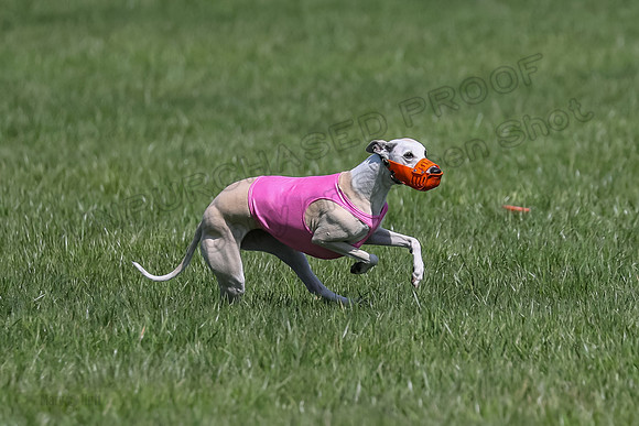 1 Prelim Vet A-3, Winnie Lynesse Suni-8520