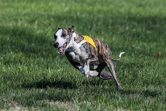 1 Prelim Fch B-2, Captain Mantle King Midas-3615