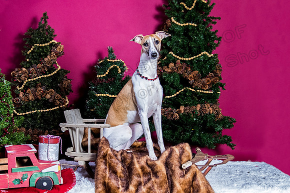 xmas Arthur-627-Edit