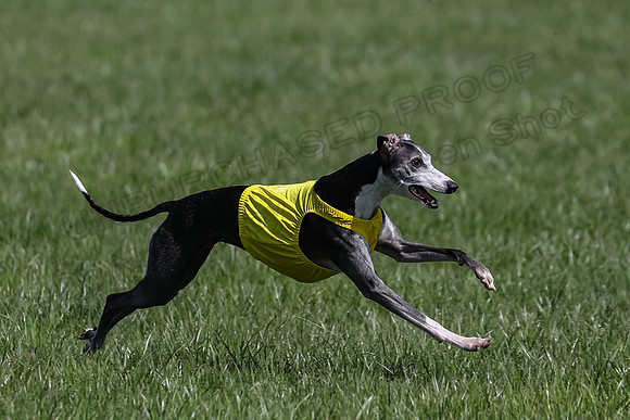 1 Prelim Vet A-3, Winnie Lynesse Suni-8521