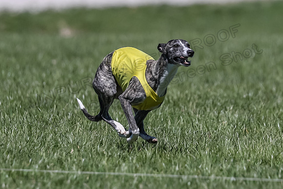 3 Finals Fch A-4, Prim Whisper Harley-5177