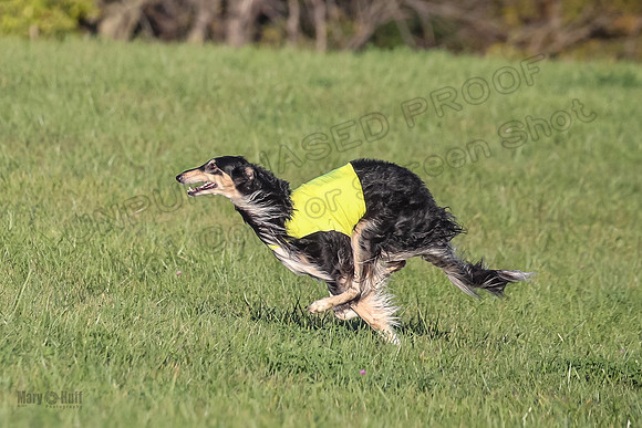 1 Prelims Vet 1 Yaro Chase Zip-3066