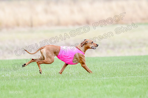 1 Prelim RR Open 1, Islay Kya Ace-9117