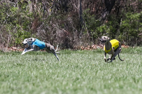 3 Finals Fch A-2, Justice Patron Thor-5011