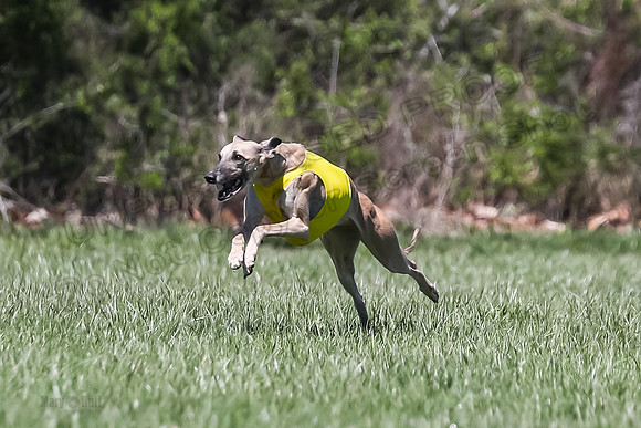 3 Finals Fch A-2, Justice Patron Thor-5016