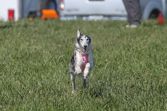 2 Finals Fch 1 Foxy Kelso Lizzie-8313