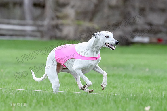 2 Finals Whippet Open, Reno Wyatt-9397