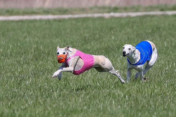 1 Prelim Vet A-3, Winnie Lynesse Suni-8483