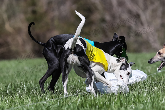 2 Finals Veterans A-3, Harlee Smooch titan-0953