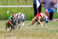 Prg 2, Race 4, Marty, Bogie, Denim, Meatloaf, Blaze, Raz-3-3
