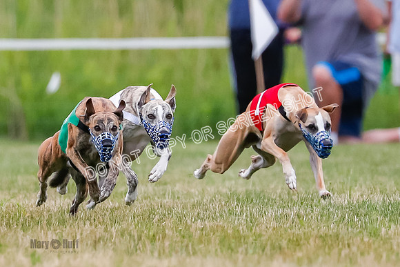 Prg 2, Race 4, Marty, Bogie, Denim, Meatloaf, Blaze, Raz-3-3