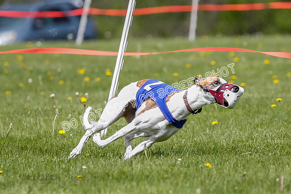 NOTRA Program 2, Race 3, Picanha Bibi Watson-2-2