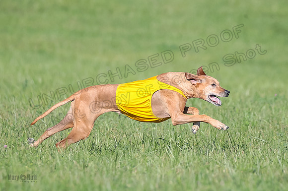 1 Prelims Vet 2 Xena Libby-5326