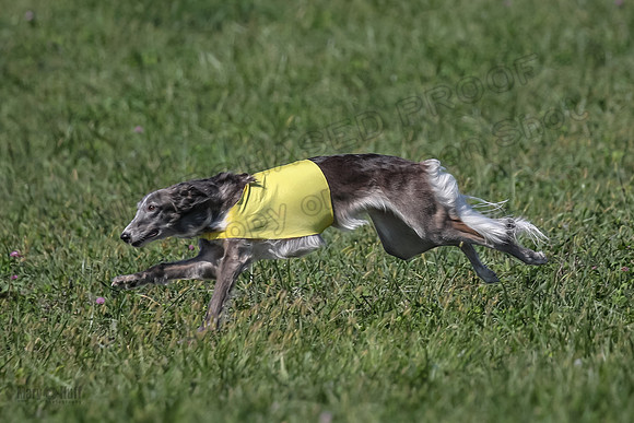 2 Finals Fch 1 Foxy Kelso Lizzie-8331