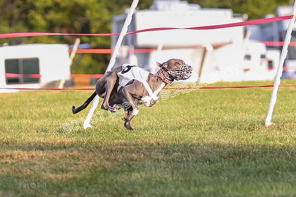 Prg 1, race 3, Dandylion Moki Elevenes Shelby-0611