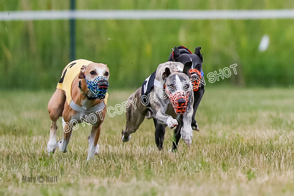 Prg 2, Race 4, Marty, Bogie, Denim, Meatloaf, Blaze, Raz-2-7