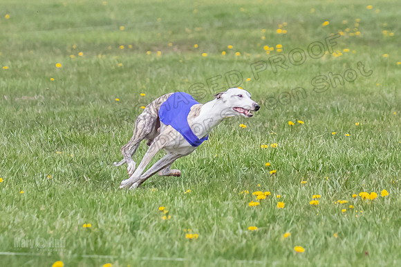 1 Prelim Open E1 Trixie Sneakers Ripley-6579