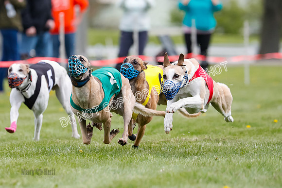 WRA, Prg 1, Race 14, Chase Buttercup Joplin Cinder Navi-8516