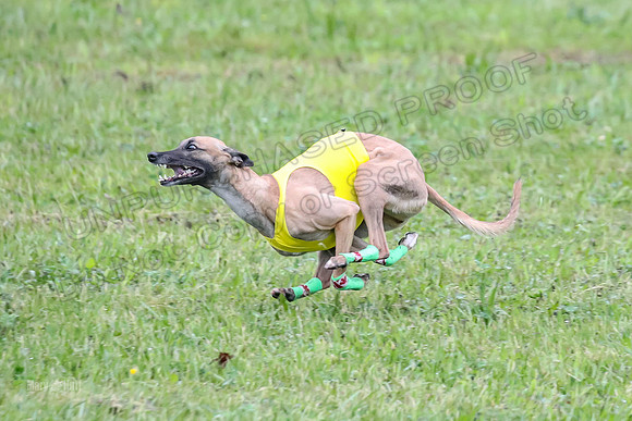 Prelim Open B5, Wiley Pippi Indy-8539
