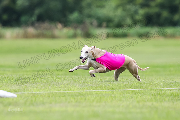 Finals Fch-Vet 2, Wilson Buttercup-1771