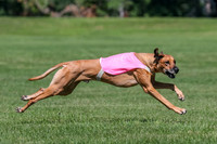 Rhodesian Ridgeback