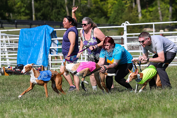 Open Prelim B1, Libby, Rogue, Penny-7742