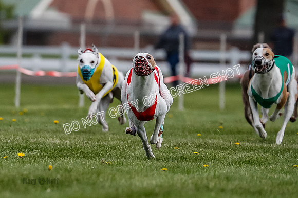WRA, Prg 1, Race 2, Dash, Reas Mika Buzzsaw Moonstruck Elvis-8255