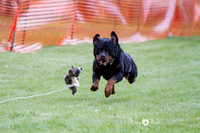 Trial 1 Large Dogs